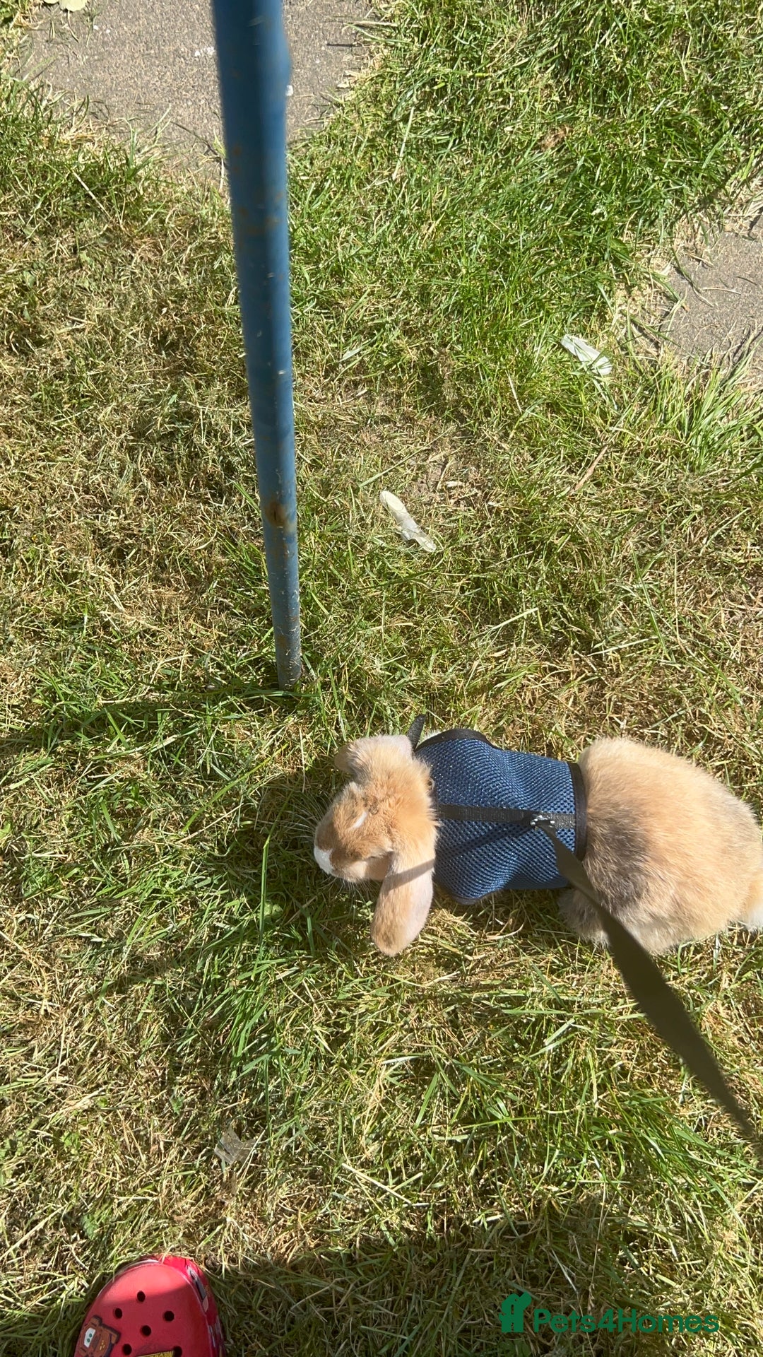Mixed Breed rabbits for sale: Rehoming male rabbit . Please read description  - Image 6