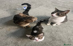 British Shorthair cats for sale: Wonderful cat family looking for a new home! 🐱 - Image 7