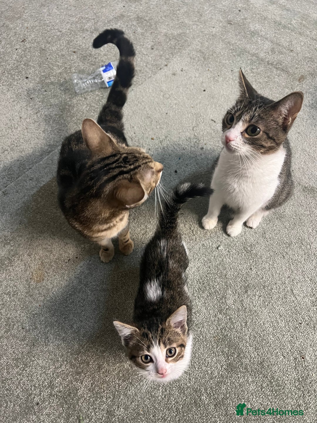 British Shorthair cats for sale: Wonderful cat family looking for a new home! 🐱 - Image 7