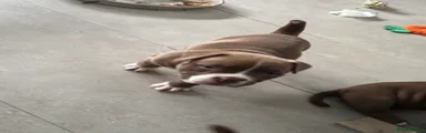 American Bully 6