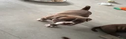 American Bully dogs for sale: Looking for there forever home - Advert 2