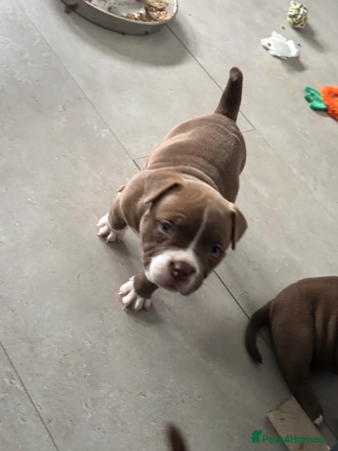 American Bully dogs for sale: Looking for there forever home - Advert 2