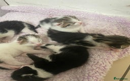 Mixed Breed cats for sale: 5 beautiful cross mainecoon kittens - Image 2