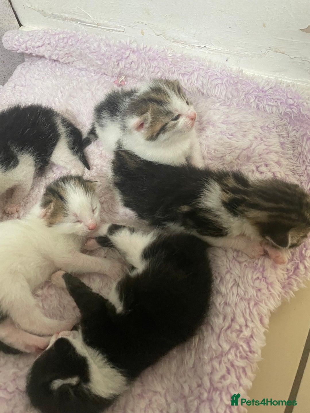 Mixed Breed cats for sale: 5 beautiful cross mainecoon kittens - Image 2