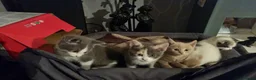Mixed Breed cats for sale: 5 stunning kittens looking for  there new homes  - Advert 10
