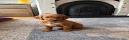 Irish Doodle dogs for sale: Irish Doodle Pups for sale  - Advert 9