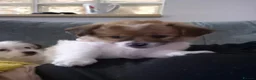 Mixed Breed dogs for sale: Two beautiful puppies ready for their forever home in Newport - Advert 6