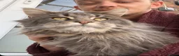 Maine Coon cats for sale: MAINE COON KITTENS - 1 POLYDACTYL - Advert 3