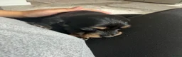 Miniature Dachshund dogs for sale: Long haired miniature dachshund Puppies  in Salford - Advert 7