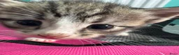 Mixed Breed cats for sale: 2 female and 2 male kittens  - Advert 3