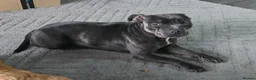 Staffordshire Bull Terrier dogs for sale: Female KC registered Blue Staff in Manchester - Advert 2