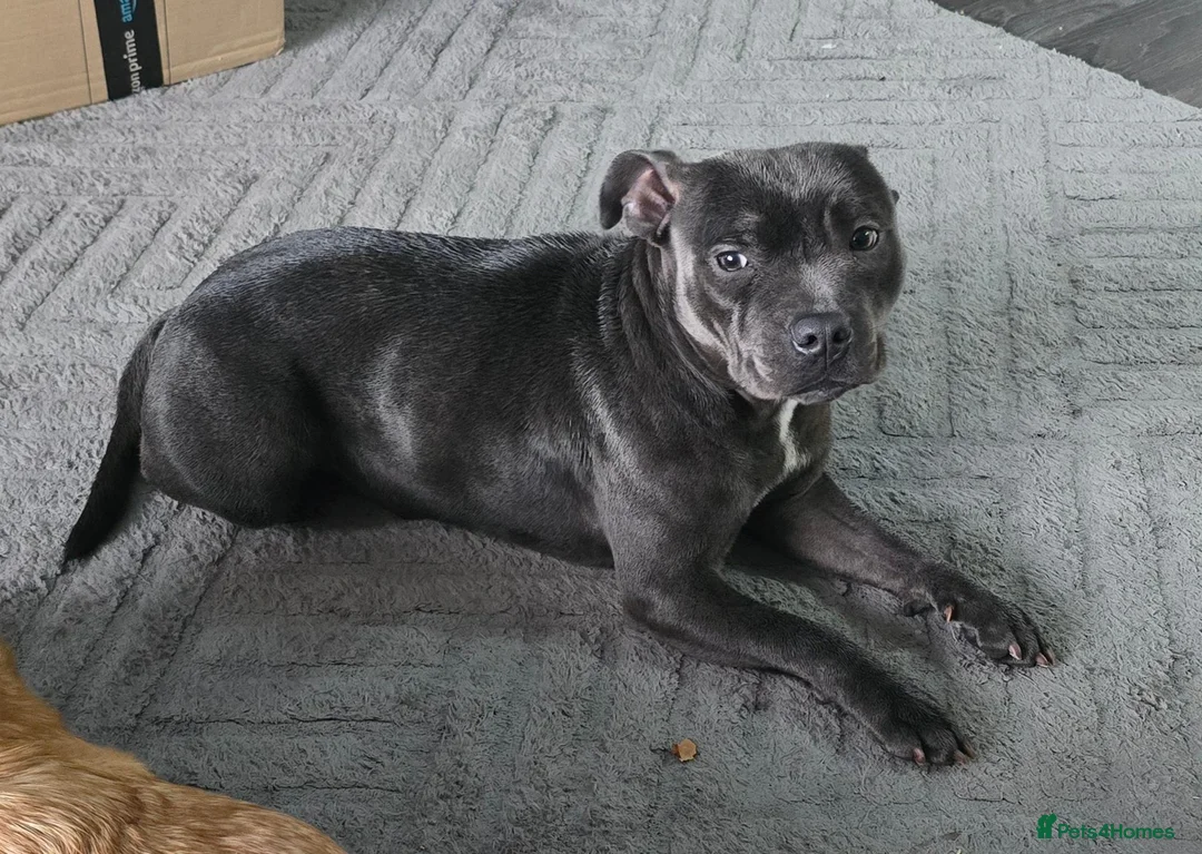 Staffordshire Bull Terrier dogs for sale: Female KC registered Blue Staff in Manchester - Advert 2