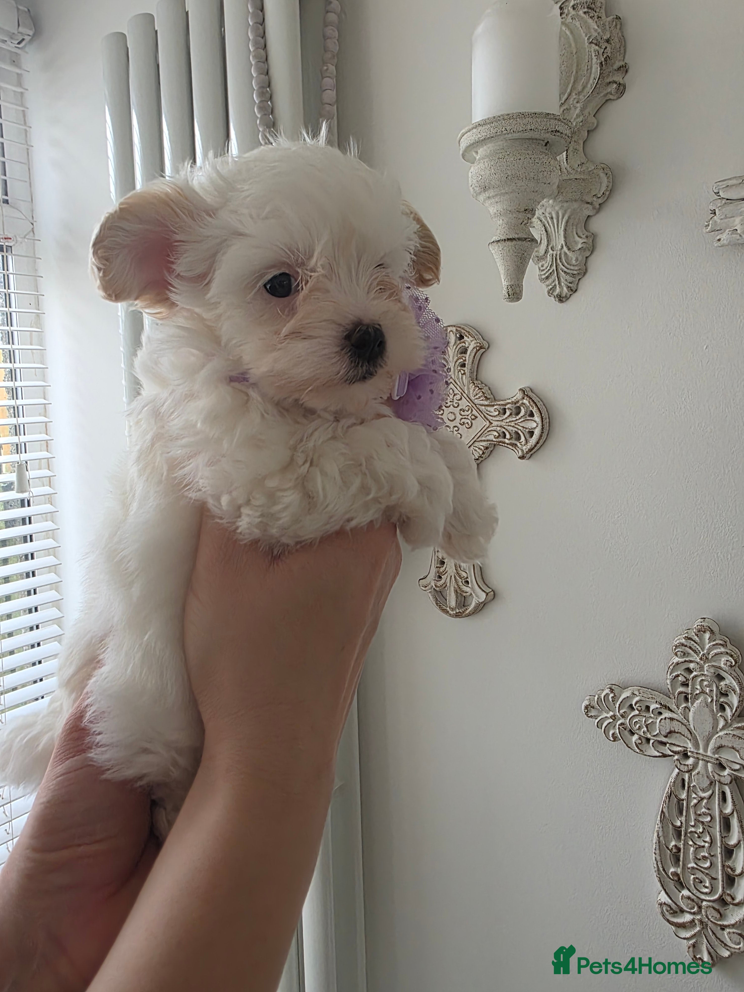 Maltipoo dogs Beautiful  tiny f1 korean maltipoo females  - Advert 1