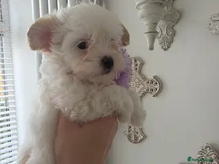 Maltipoo dogs Beautiful tiny f1 korean maltipoo females - Advert 3