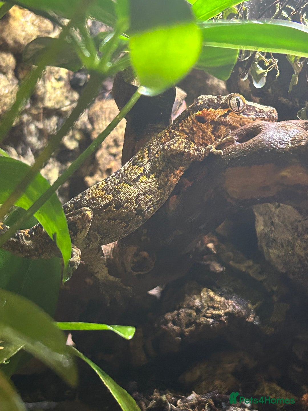 Gecko reptiles for sale: Super blotched orange gargoyle gecko for sale - Advert 1