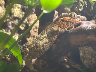 Gecko reptiles Super blotched orange gargoyle gecko for sale - Advert 1