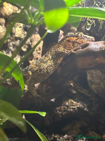 Gecko reptiles Super blotched orange gargoyle gecko for sale - Advert 1