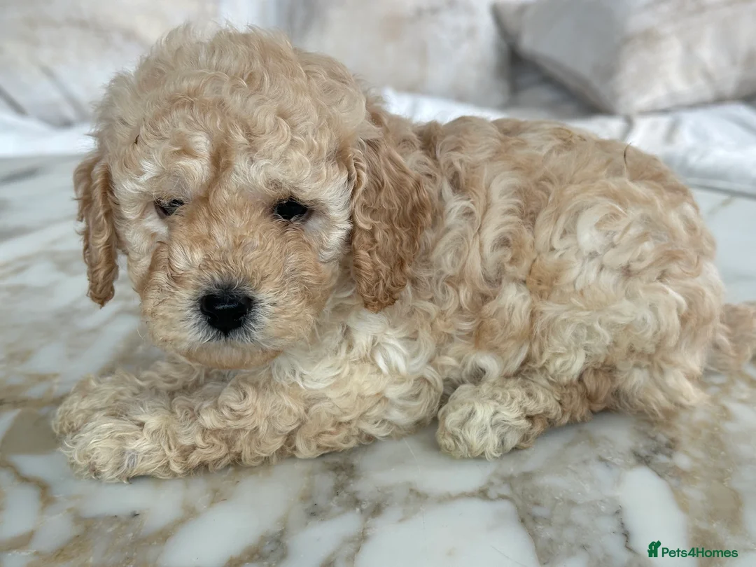 Miniature Poodle dogs for sale: Pedigree club registered 3 Miniature poodles!  - Advert 19