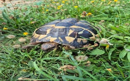 Tortoise reptiles for sale: reluctantly need to rehome my lovely tortoise  - Image 3