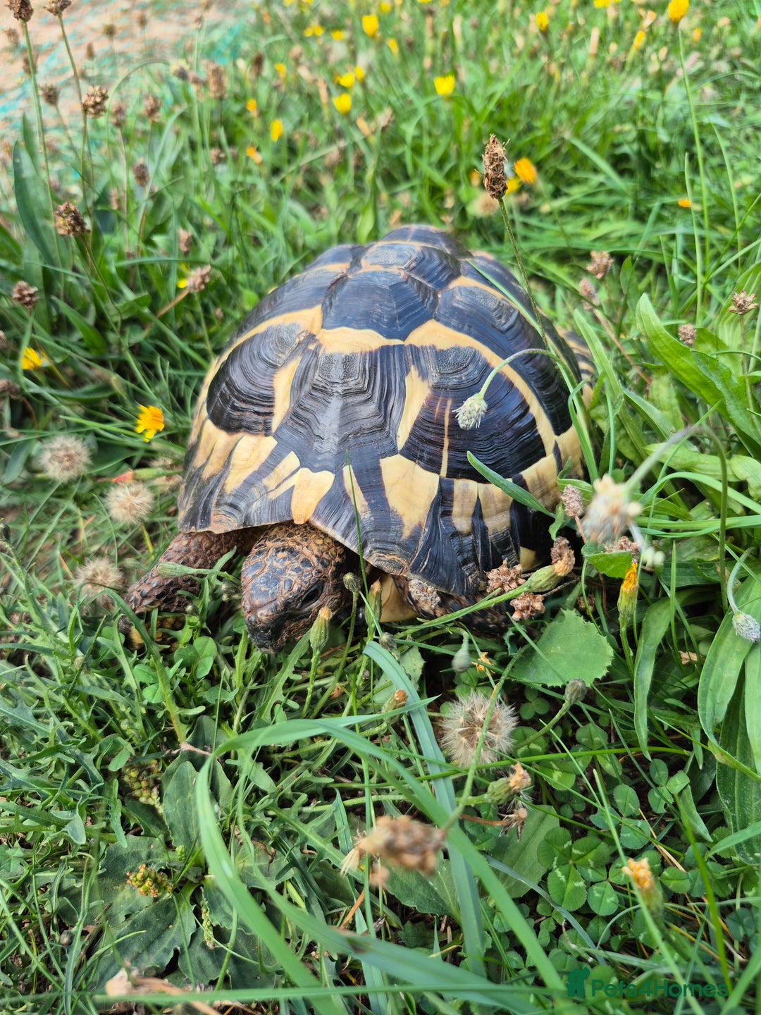 Tortoise reptiles for sale: reluctantly need to rehome my lovely tortoise  - Image 3
