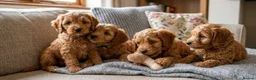 Cockapoo dogs for sale: Cockapoo puppies  in London - Advert 1