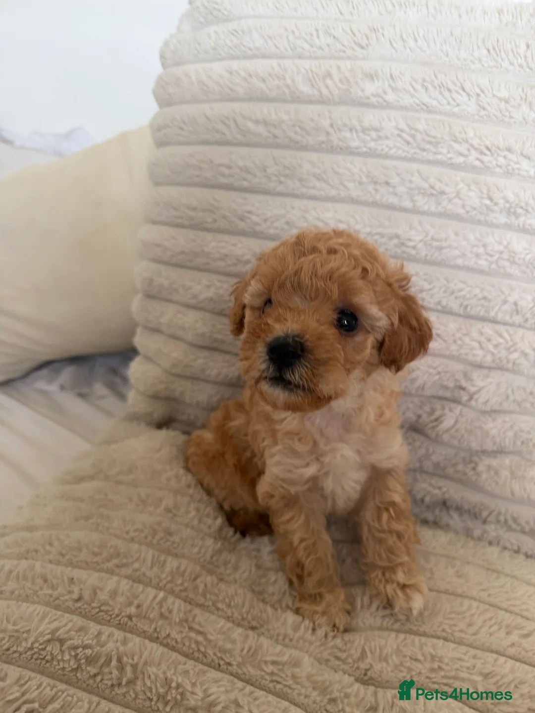 Maltipoo dogs for sale: 🐶 Adorable Toy Maltipoo Puppies for sale 🐶  in Swansea - Advert 38