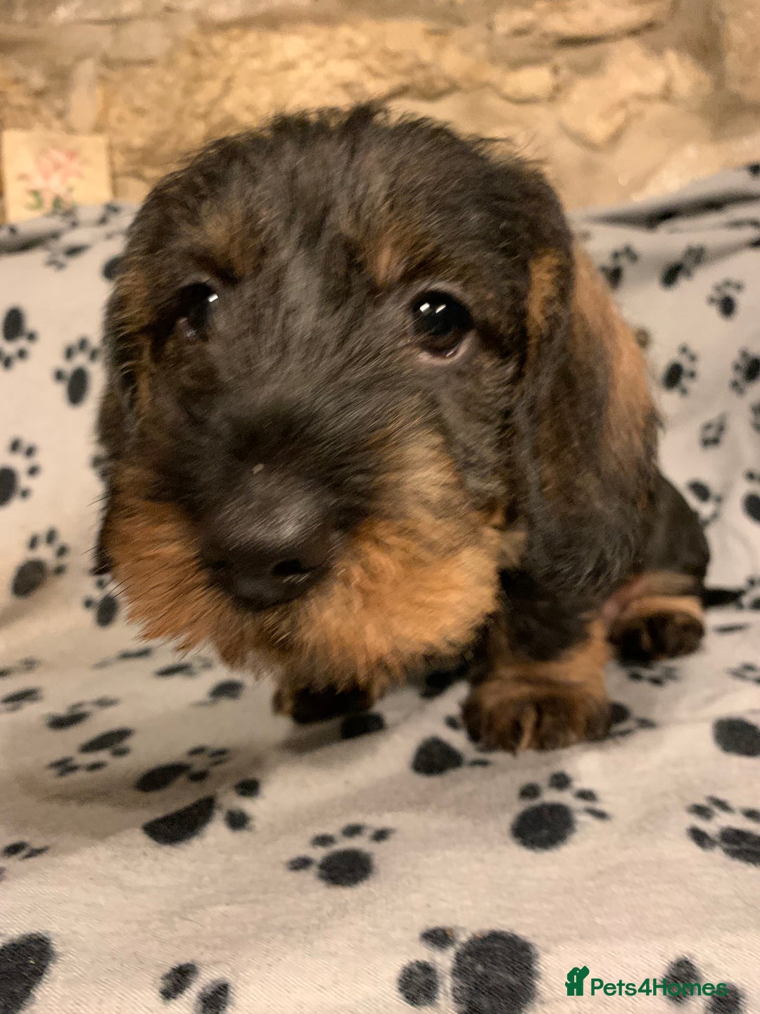 Dachshund dogs for sale: Standard wirehaired dachshund  - Advert 34