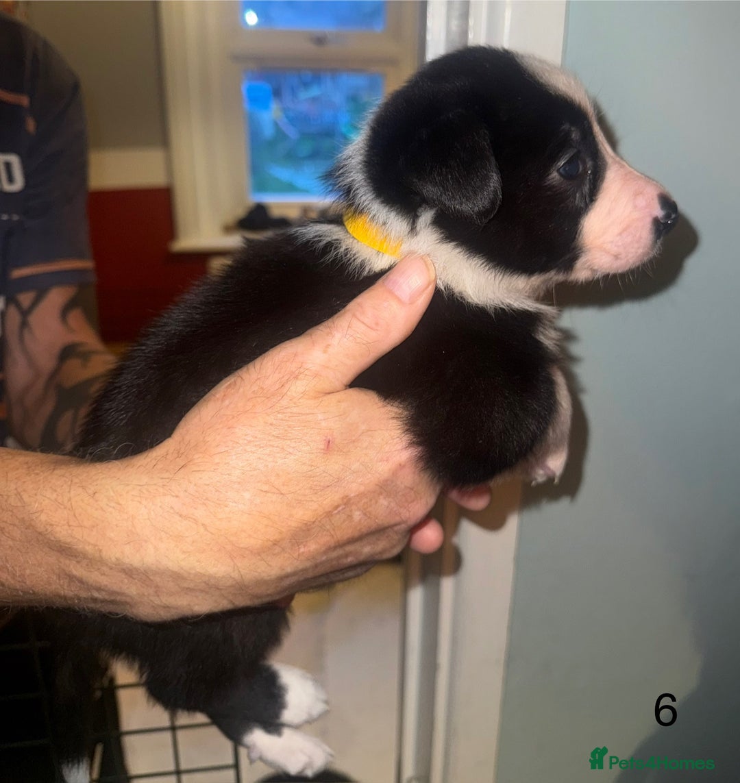 Border Collie dogs for sale: Beautiful border collie pups - Advert 10