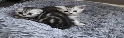 Scottish Fold cats for sale: Scottish Fold & Straight Kittens–Silver Tabby - Advert 20