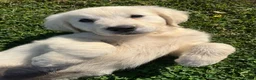 Golden Retriever dogs for sale: Kc beautiful girl  - Advert 7