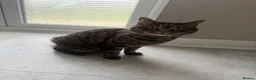 Bengal cats for sale: Sad sale  - Advert 4