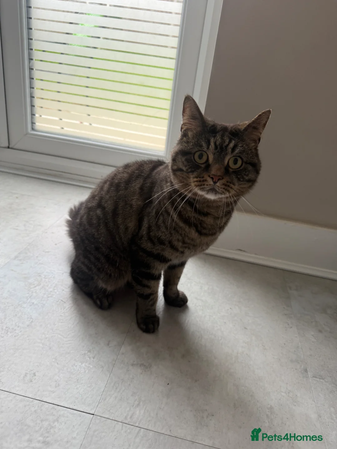 Bengal cats for sale: Sad sale  - Advert 4