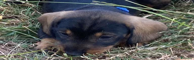 Dachshund 4