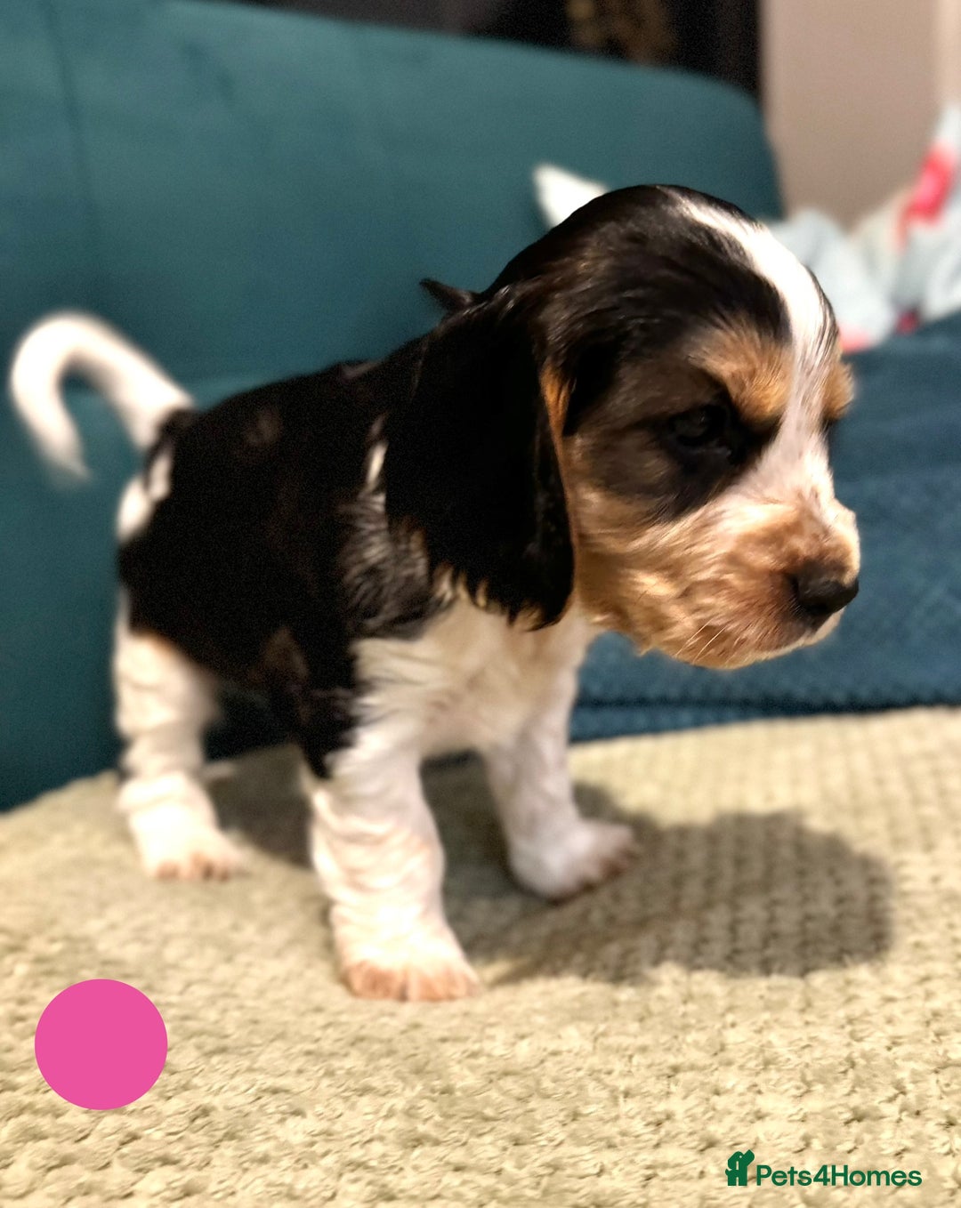 Cocker Spaniel dogs for sale: Fantastic Show / Working Cocker Spaniels - Advert 34