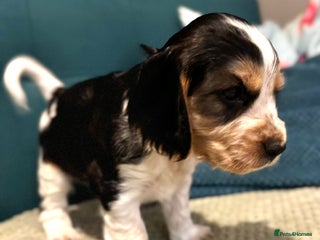 Cocker Spaniel dogs Fantastic Show / Working Cocker Spaniels - Advert 15