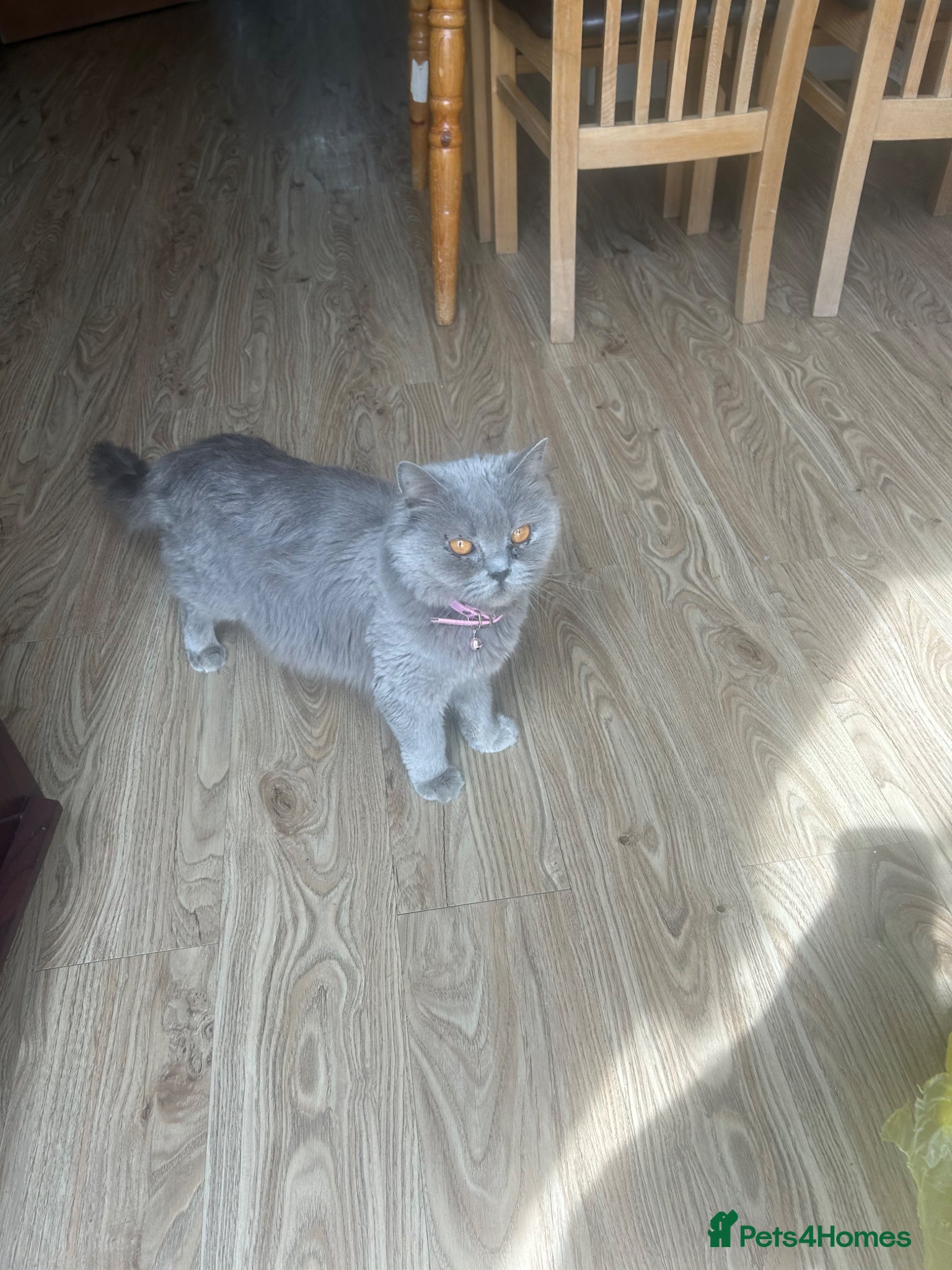 British Shorthair cats Female British Shorthair 🐱 - Advert 12