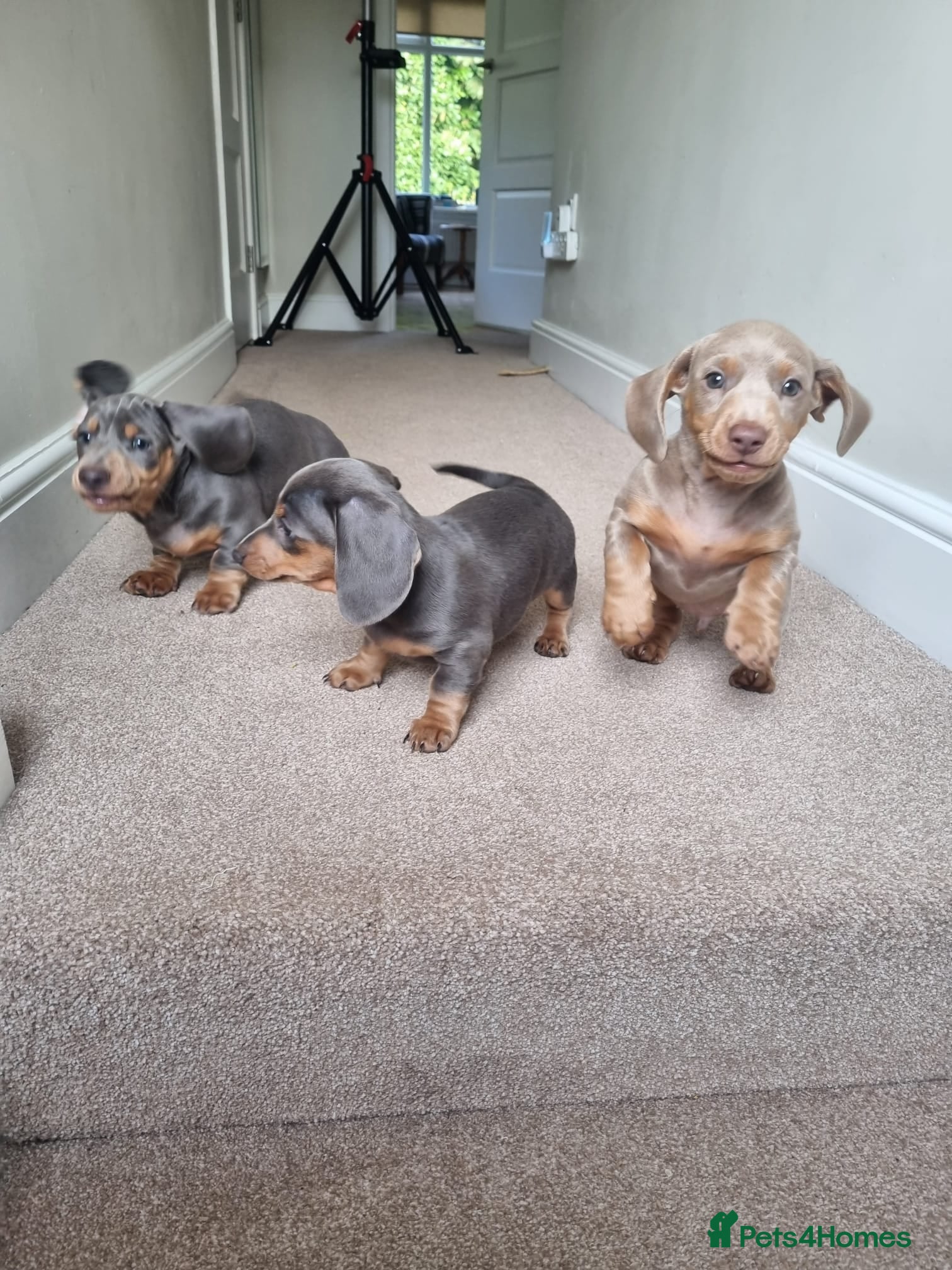 Dachshund dogs for sale: Male 1 Lilac & Tan Isabella - Advert 1