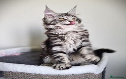 Maine Coon cats for sale: STUNNING XL PEDIGREE MAINE COON KITTENS  - Image 28