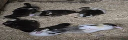 Ducks poultry for sale: Beautiful muscovy ducklings  - Advert 3