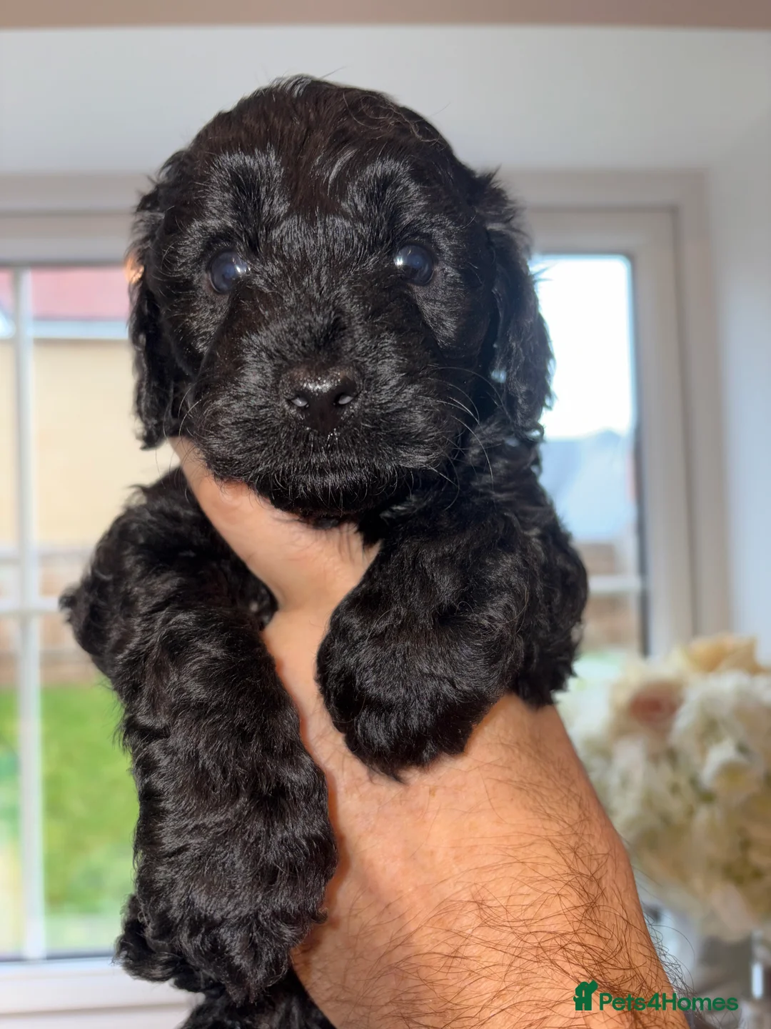 Cavapoo dogs for sale: F1 B Cavapoo’s - Advert 2