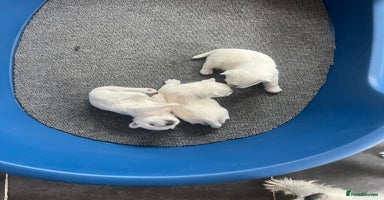West Highland Terrier dogs - Advert 11