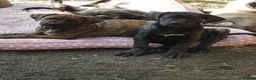 Mixed Breed dogs for sale: Beautiful Cane Corso / Bullmastiff Puppies  - Advert 8