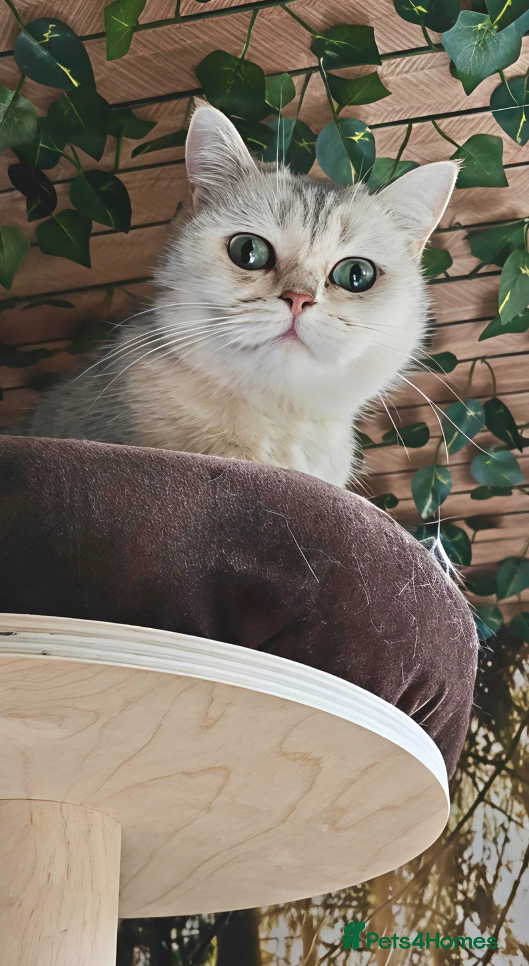 British Shorthair cats for sale: Beautiful Silver Tipped British Shorthair - Advert 2