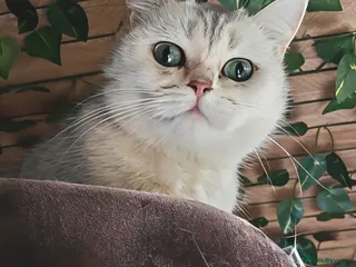 British Shorthair cats Beautiful Silver Tipped British Shorthair - Advert 1