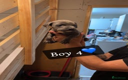 Mixed Breed dogs for sale: Cane Corso x Pocket Bully - Image 11
