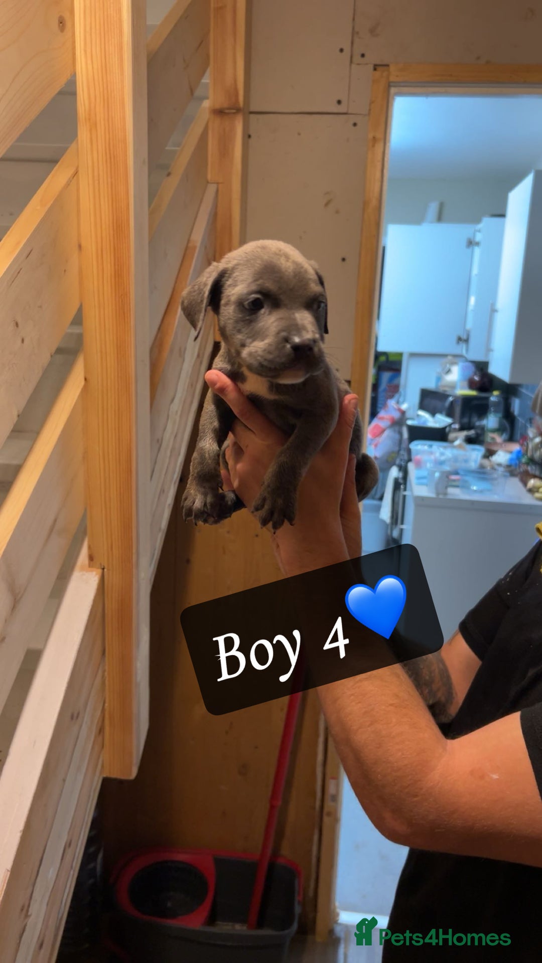 Mixed Breed dogs for sale: Cane Corso x Pocket Bully - Image 11