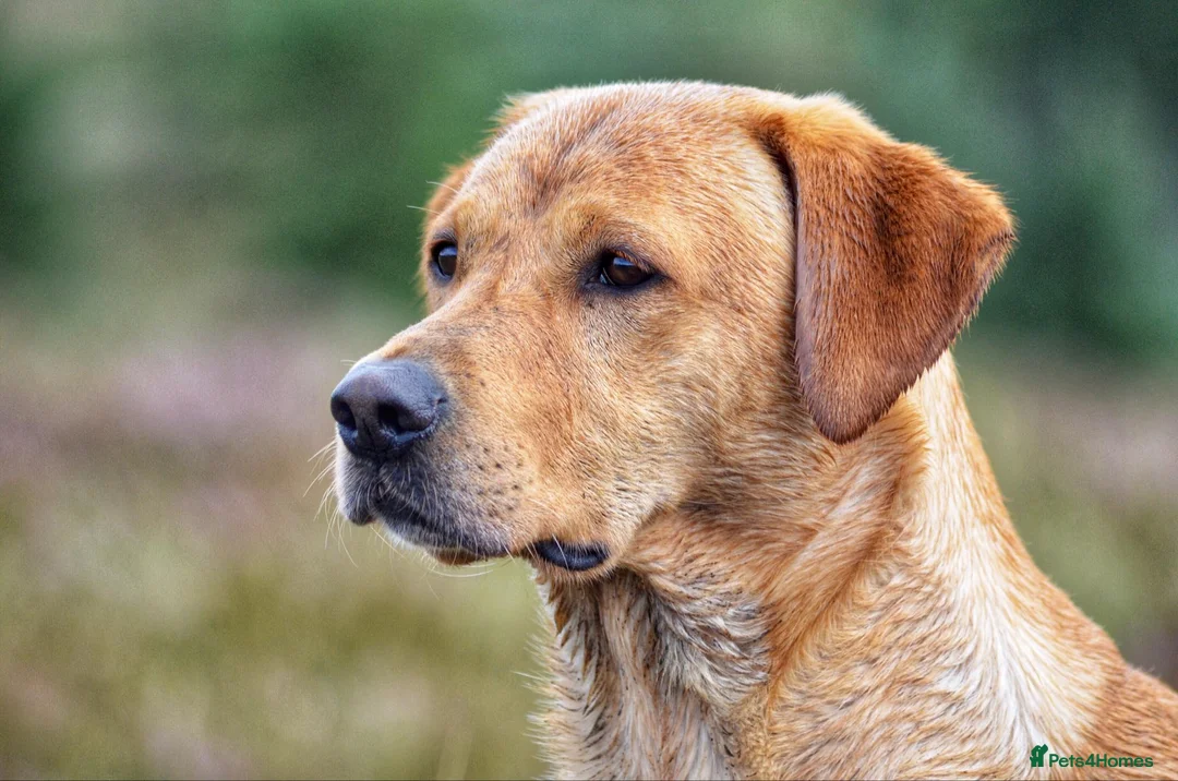 Labrador Retriever dogs for stud: FTW & OFT award winner Fyrish Monkey Nut @ Koromas in Durham - Advert 4