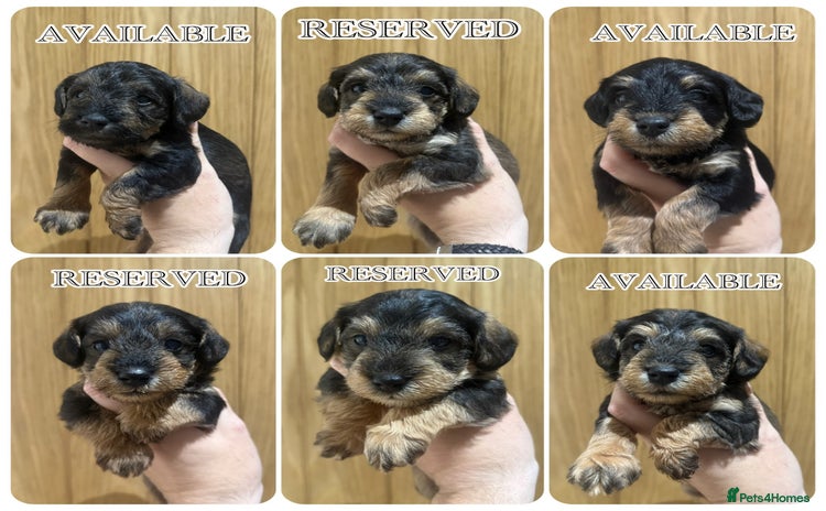 Mixed Breed dogs - Advert 5