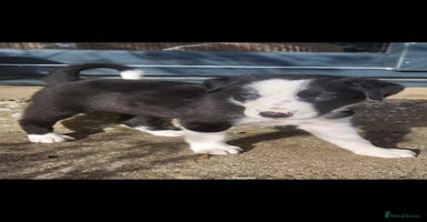 Border Collie dogs - Advert 1
