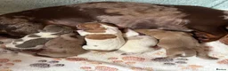 Miniature Dachshund dogs for sale: ⭐️💕miniature dachshund pups⭐️💕 - Advert 2